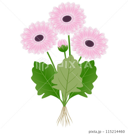 Gerbera plant with flowers and roots on a white background. 115214460