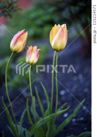 Red and yellow tulips in the summer garden. Yellow-red flowers. 115214571
