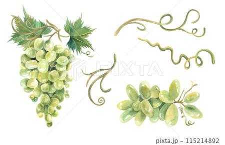 Watercolor Sketch bunches of grapes. Hand drawn illustration isolated on white background. For design restaurant, winery, cafe, textile Watercolor Sketch bunches of grapes. Hand drawn illustration isolated on white background. For design restaurant, winery, cafe, textile 115214892