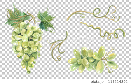 Watercolor Sketch bunches of grapes. Hand drawn illustration isolated on white background. For design restaurant, winery, cafe, textile Watercolor Sketch bunches of grapes. Hand drawn illustration isolated on white background. For design restaurant, winery, cafe, textile 115214892