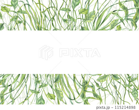 Undersea green weeds. Horizontal frame with water floating plants, grass. Algae, seaweed. Aquarium climbing herbs. Watercolor illustration. Empty space for text. Showcase design, invitation, banner Undersea green weeds. Horizontal frame with water floating plants, grass. Algae, seaweed. Aquarium climbing herbs. Watercolor illustration. Empty space for text. Showcase design, invitation, banner 115214898