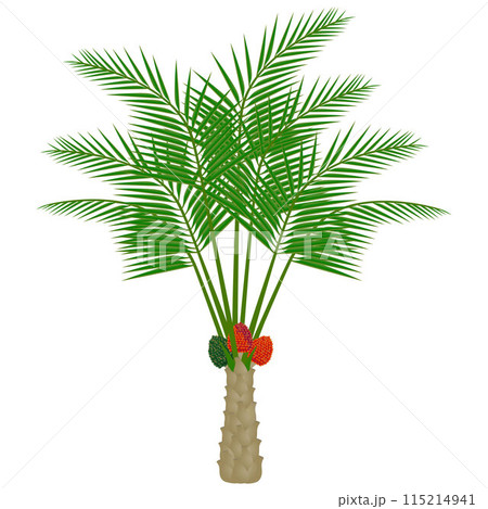 Oil palm tree with fruits on a white background. 115214941
