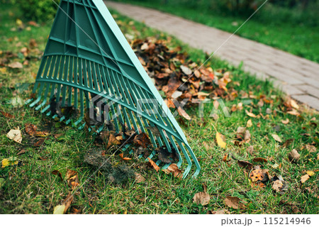 Pile of fall leaves with fan rake on lawn Pile of fall leaves with fan rake on lawn 115214946