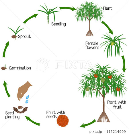 A growth cycle of pandanus tectorius tree with hala fruit on a white background. 115214999