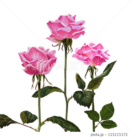Watercolor pink rose, wallpaper watercolor illustration in for invitation, card making 115215172
