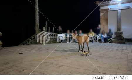 Maned wolf eating at night in Brazilian sanctuary 115215230