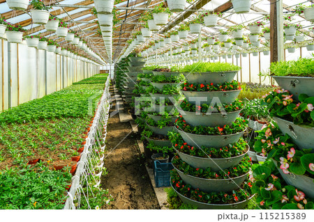 Flower seedlings are assembled in pyramids in a greenhouse for later placement in the city streets 115215389