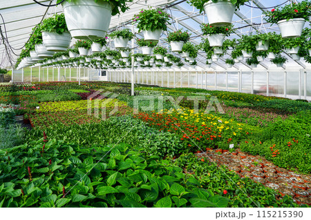 Flower nursery, interior of a modern large industrial greenhouse, various flowers in pots all around Flower nursery, interior of a modern large industrial greenhouse, various flowers in pots all around 115215390