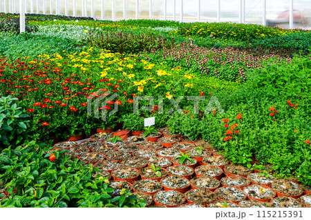 Flower nursery, interior of a modern large industrial greenhouse, various flowers in pots all around 115215391
