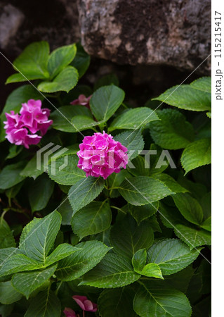 Vibrant pink hydrangea blooms amidst lush green leaves, with a natural stone backdrop adding texture. 115215417