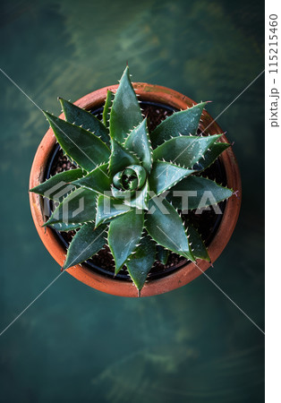 Close Up of a Blue Succulent in a Terracotta Pot 115215460