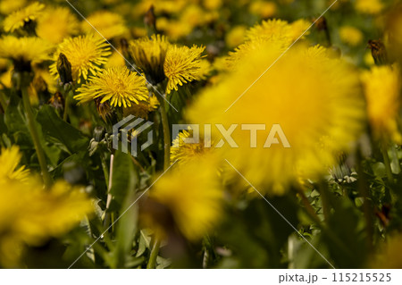 Beautiful wild yellow dandelions in the green grass in spring Beautiful wild yellow dandelions in the green grass in spring 115215525