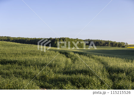 the first spikelets of wheat in windy weather in rural areas the first spikelets of wheat in windy weather in rural areas 115215526