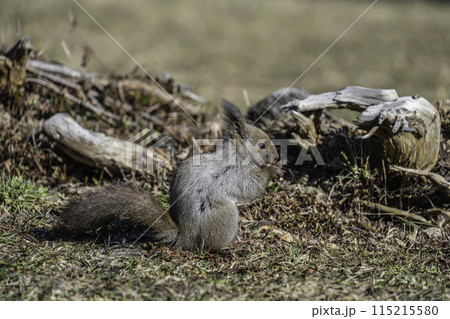 クルミを食べるエゾリス 115215580