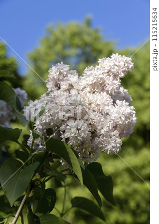 lilac bush during flowering 115215634