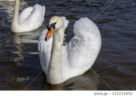 white swans floating on the water white swans floating on the water 115215652