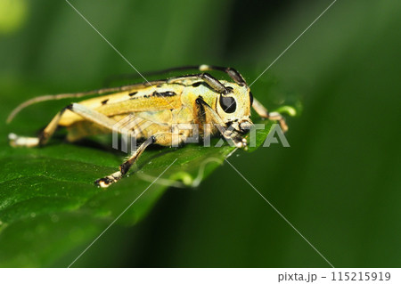 ヤツメカミキリ 115215919