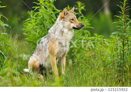 Wild wolf in lush green forest in the rain, Scandinavian wildlife in natural habitat Wild wolf in lush green forest in the rain, Scandinavian wildlife in natural habitat 115215922
