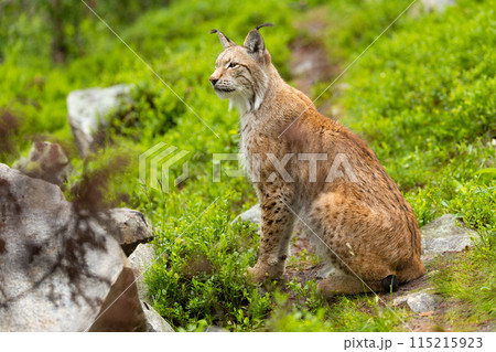Majestic Eurasian lynx sitting on rocks in Nordic wilderness Majestic Eurasian lynx sitting on rocks in Nordic wilderness 115215923