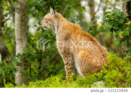 Wild lynx rests in Scandinavian forest during summer, side profile view Wild lynx rests in Scandinavian forest during summer, side profile view 115215926