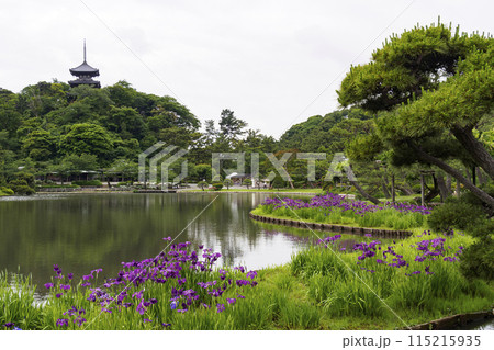 神奈川県横浜市の景勝地の三渓園の池に映る花菖蒲 神奈川県横浜市の景勝地の三渓園の池に映る花菖蒲 115215935