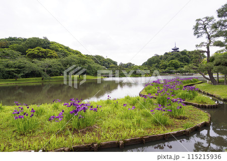 神奈川県横浜市の景勝地の三渓園の池に映る花菖蒲 神奈川県横浜市の景勝地の三渓園の池に映る花菖蒲 115215936