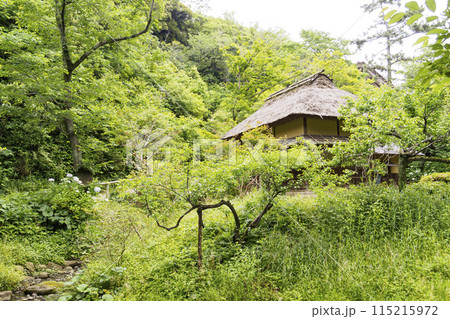 緑に囲まれた茅葺(神奈川県横浜市の景勝地の三渓園の紫陽花)初夏 緑に囲まれた茅葺(神奈川県横浜市の景勝地の三渓園の紫陽花)初夏 115215972