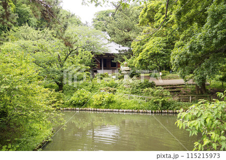 緑に囲まれた茅葺（神奈川県横浜市の景勝地の三渓園の紫陽花）初夏 115215973