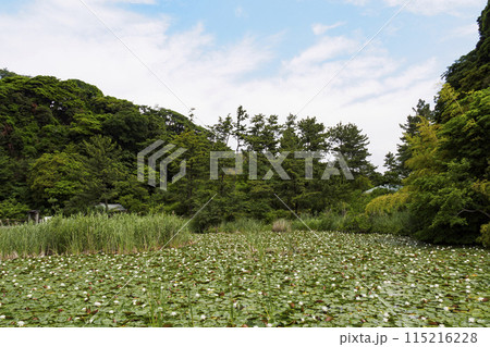 神奈川県横浜市中区本牧市民公園の横浜上海友好園 115216228
