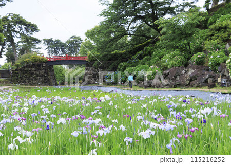 神奈川県小田原市小田原城址の園内を彩る花菖蒲 115216252