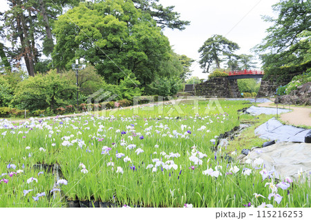 神奈川県小田原市小田原城址の園内を彩る花菖蒲 神奈川県小田原市小田原城址の園内を彩る花菖蒲 115216253