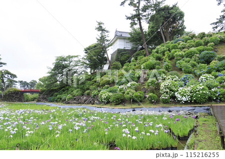 神奈川県小田原市小田原城址の園内を彩る花菖蒲 神奈川県小田原市小田原城址の園内を彩る花菖蒲 115216255