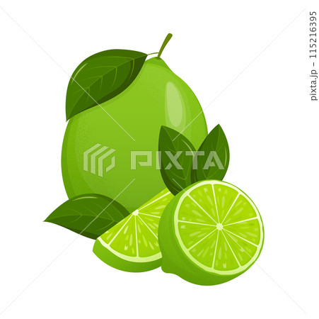 Fresh lime set, with various view of whole lime fruit, halves and slices. Fresh lime set, with various view of whole lime fruit, halves and slices. 115216395