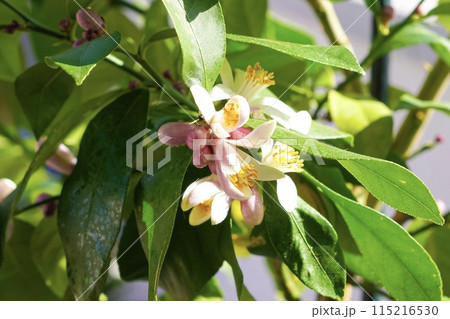レモンの花と蕾のクローズアップ レモンの花と蕾のクローズアップ 115216530
