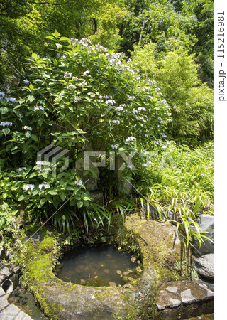 鎌倉246　海蔵寺14　紫陽花 115216981