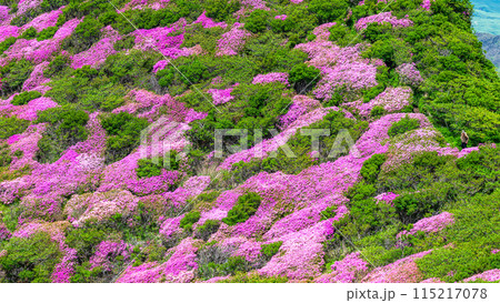 ミヤマキリシマの絶景が続く阿蘇高岳 天狗の舞台 登山道 115217078
