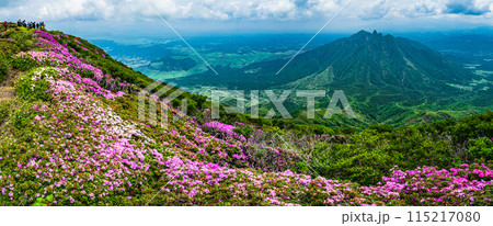 ミヤマキリシマの絶景が続く阿蘇高岳 天狗の舞台 登山道 115217080