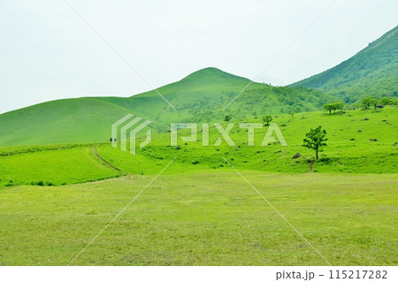 新緑の由布岳登山口 新緑の由布岳登山口 115217282