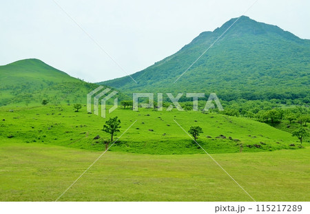 新緑の由布岳登山口 新緑の由布岳登山口 115217289