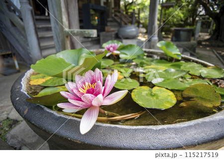 鎌倉245　宝戒寺1　スイレン 115217519