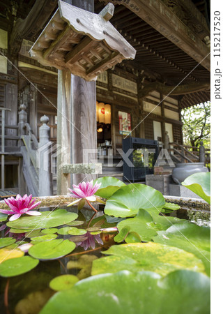 鎌倉245　宝戒寺2　スイレン 115217520