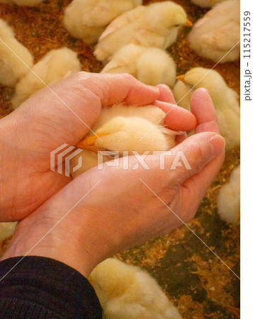 ひよこを包む手 115217559