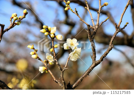 大阪城梅林　咲始め梅の花　月の桂 115217585