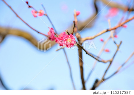 咲始め 梅の花 八重寒紅 咲始め 梅の花 八重寒紅 115217587