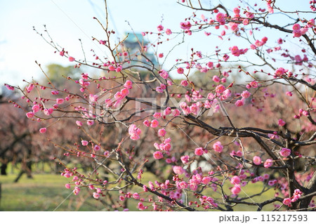 咲始め ピンクの梅の花 日光 咲始め ピンクの梅の花 日光 115217593