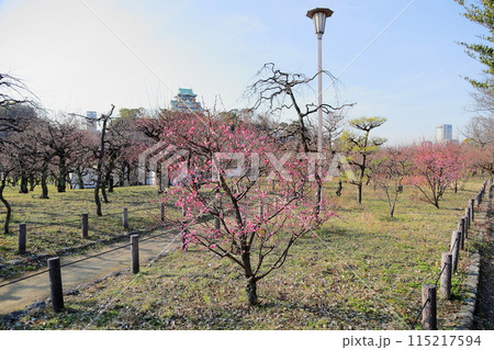 咲始め ピンクの梅の花 日光 咲始め ピンクの梅の花 日光 115217594