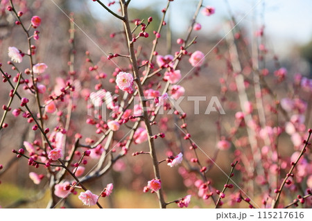 咲始め ピンクの梅の花 蓮久 咲始め ピンクの梅の花 蓮久 115217616