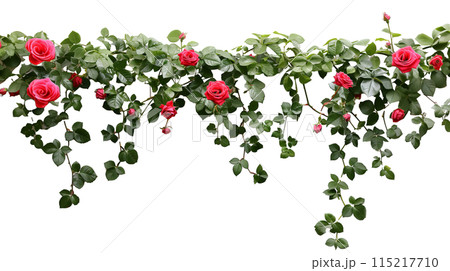 バラの垣根、背景透過切り抜き 115217710