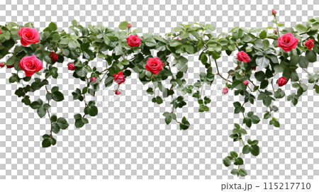 バラの垣根、背景透過切り抜き 115217710