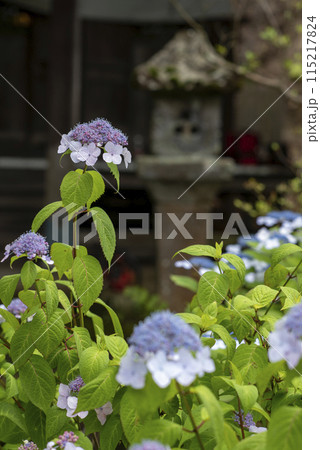 鎌倉245　安国論寺7　紫陽花 115217824